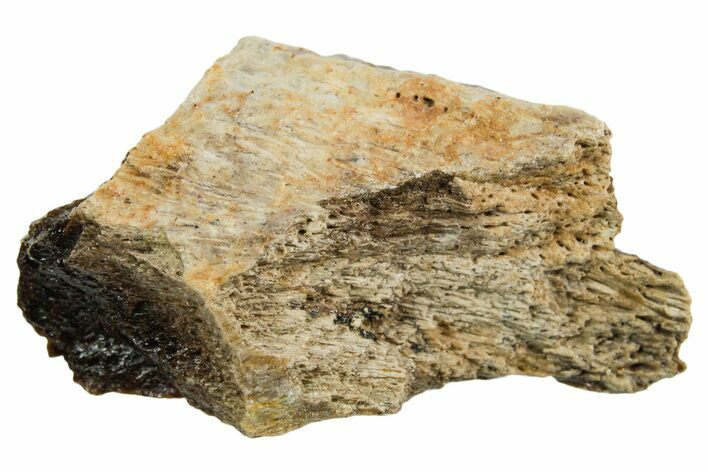 Fossil Tyrannosaur (T rex) Bone Section - Wyoming #352892